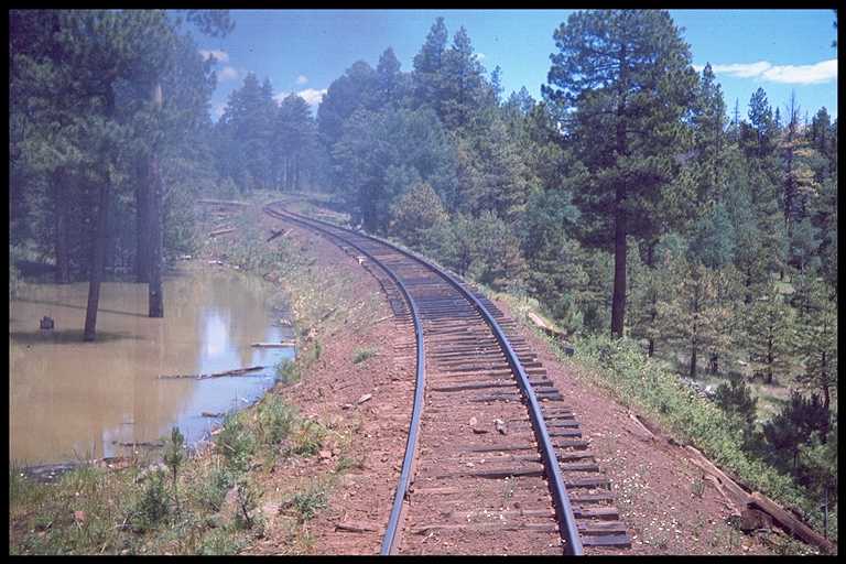 Photo of track through pine trees.